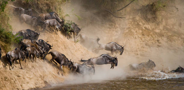 Wildebeest Crossing In Serengeti